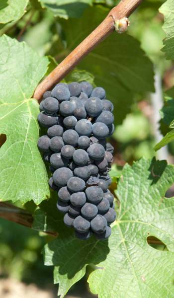 BRONNER, RESISTANT VARIETY, WINE GRAPE