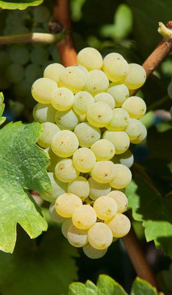 BRONNER, RESISTANT VARIETY, WINE GRAPE