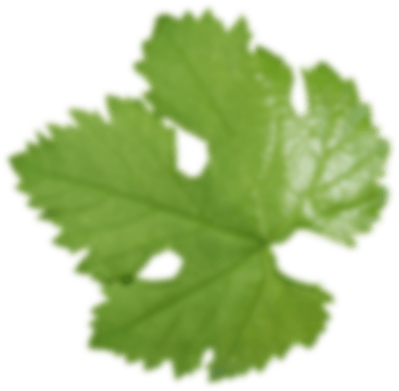 Feuille